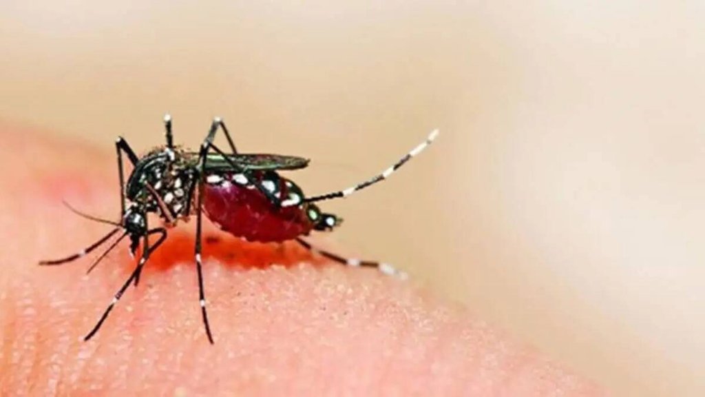 Mosquito disease