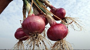 air care tips, onion juice to prevent dandruff, onion juice for hair growth, onion juice benefits,
