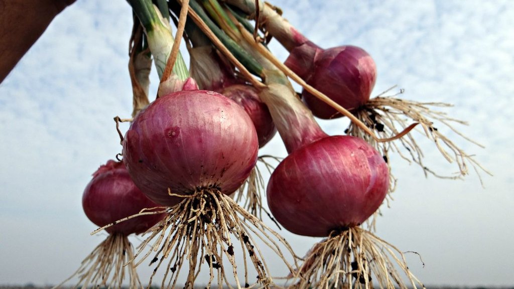 air care tips, onion juice to prevent dandruff, onion juice for hair growth, onion juice benefits,