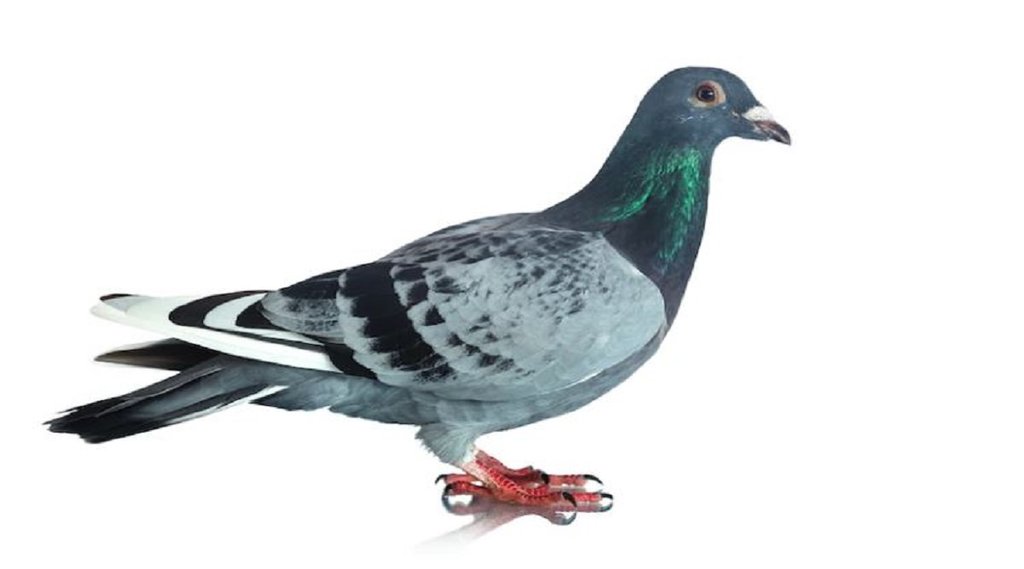 Pigeon Astrology, Astrology, घर में कबूतर आने के संकेत