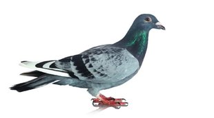 Pigeon Astrology, Astrology, घर में कबूतर आने के संकेत