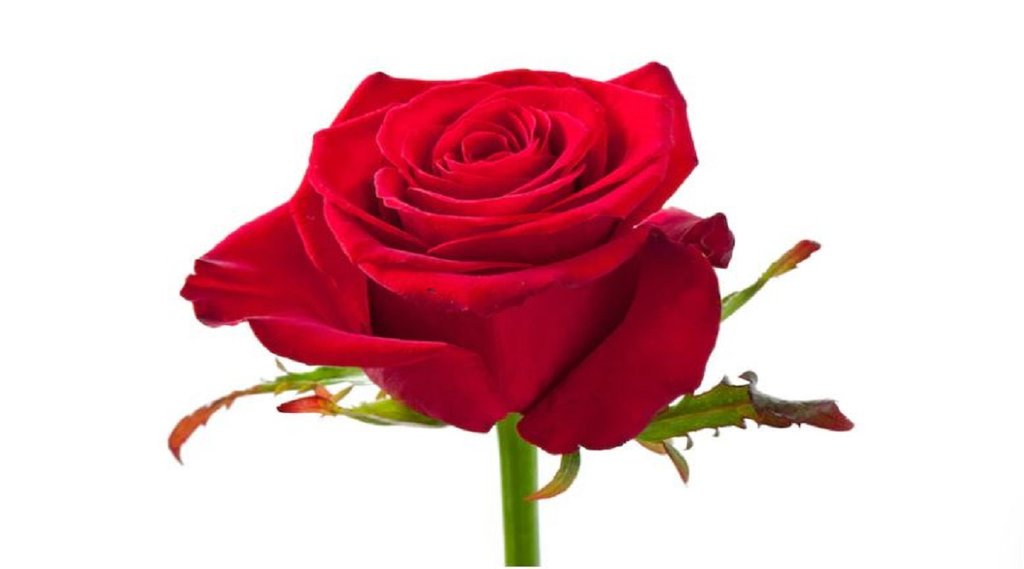 Vastu Tips, red rose remedy