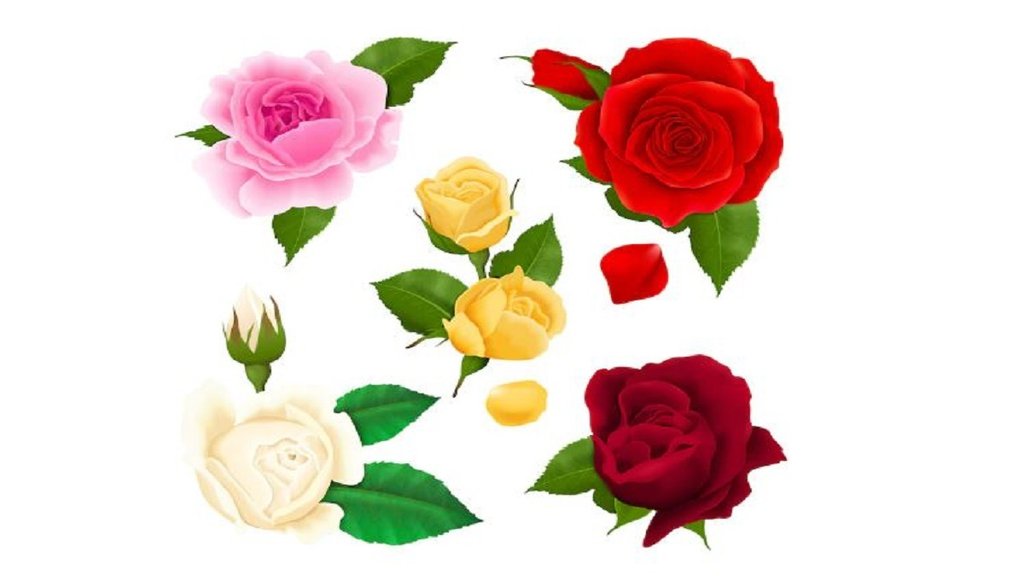 Vastu Tips, Rose Remedies Vastu Tips, Rose Remedies