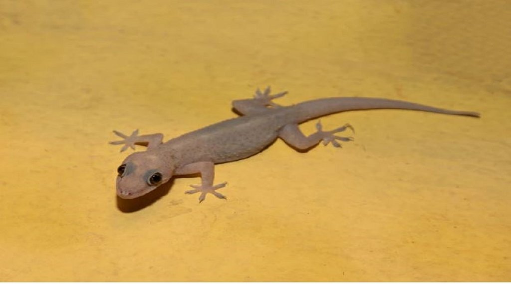 Signs related to Lizard, Lizard Falling Meaning In Hindi, Lizard Falling Predication