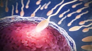 sperm, sperm count, low sperm count,