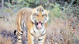 tiger | environment