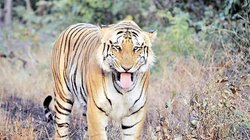 Jansatta Editorial : बाघ का जीवन