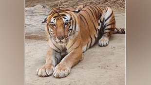 Tiger Kishan, Lucknow Zoo, Tiger Kishan suffering from cancer dies