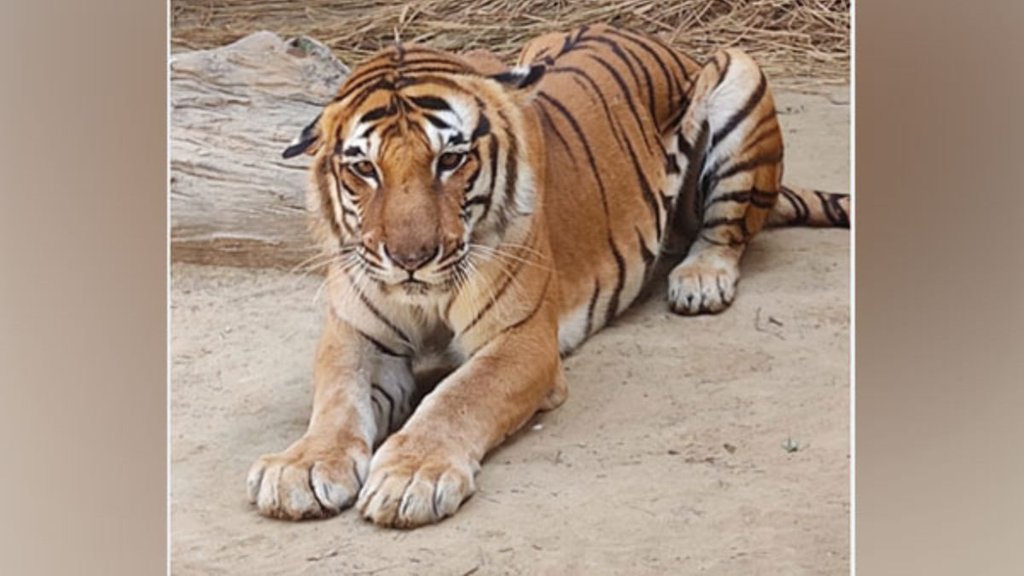 Project Tiger| Tiger| pm modi