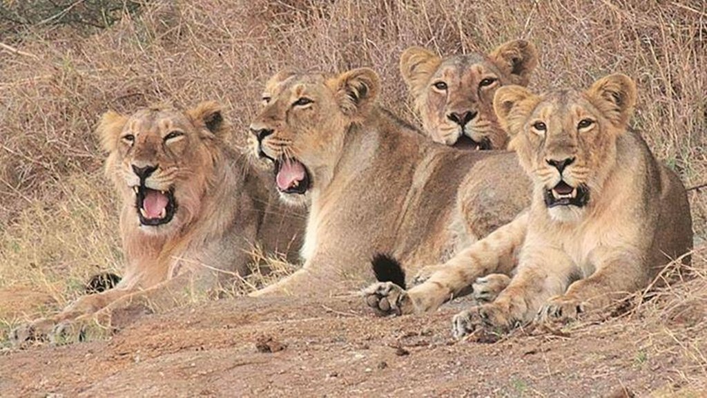Etawh tiger safaree