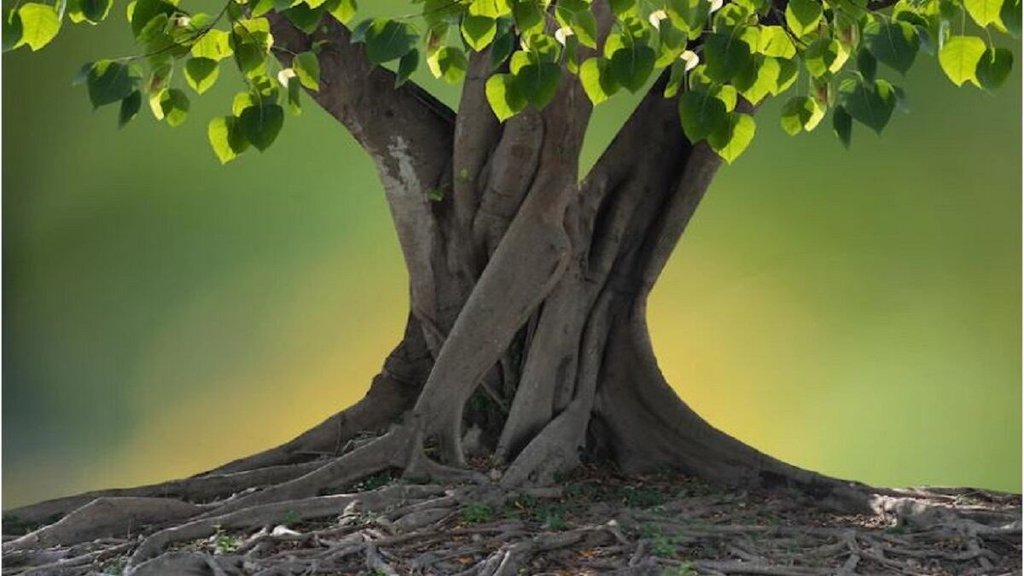 Vastu Tips, Vastu Tips hindi, घर पर किन पौधों को लगाना चाहिए