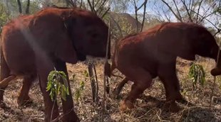 Viral Video II Elephant Viral video II Jansatta Treding