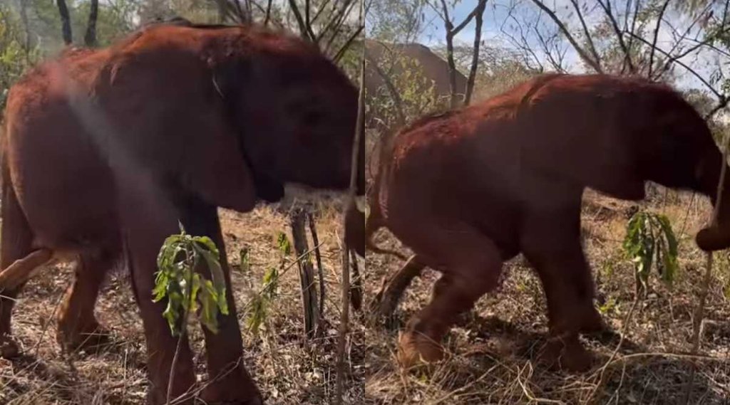 Viral Video II Elephant Viral video II Jansatta Treding