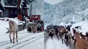 Viral Video Jansatta| Viral Video Instagram| Viral Video Camel|