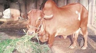 cow dung wall paint