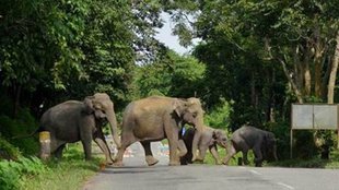 man and wildlife viloence