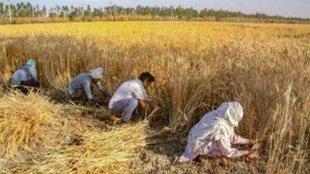 wheat agriculture