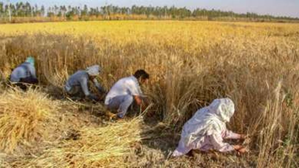 wheat agriculture