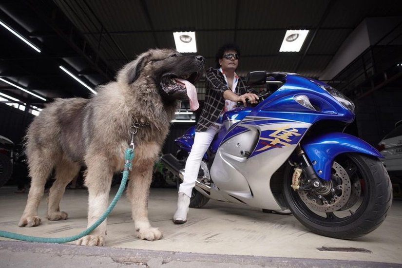 20 crore Dog with Owner