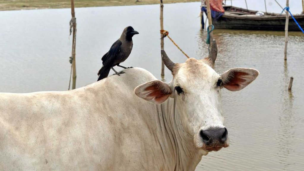 Gujarat Court | cows | cow slaughter