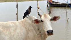 Gujarat Court: गोबर से बने घर पर नहीं होता परमाणु रेडिएशन का असर, गौहत्या बंद हो जाए तो खत्म हो जाएंगी दुनिया की सारी मुश्किलें- गुजरात के जज