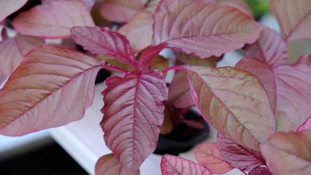 Red Amaranth For blood sugar control: लाल चौलाई का सेवन करने से नैचुरल तरीके से इंसुलिन का उत्पादन होता है और ब्लड शुगर कंट्रोल रहता है। PHOTO-FREEPIK