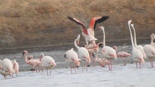 Migratory Birds