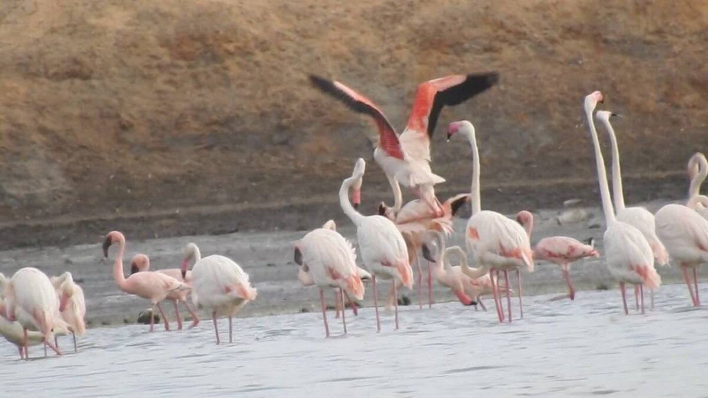 Migratory Birds