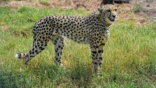 Tigers, Cheeta, Kuno, KNP
