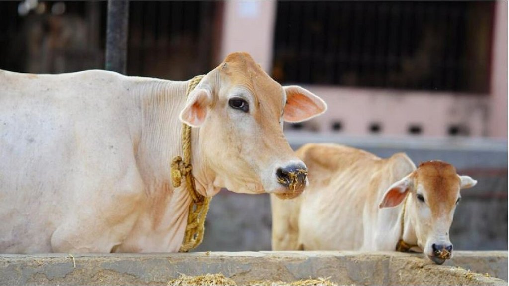 Dream Interpretation, swapna shastra, cow Dream Interpretation