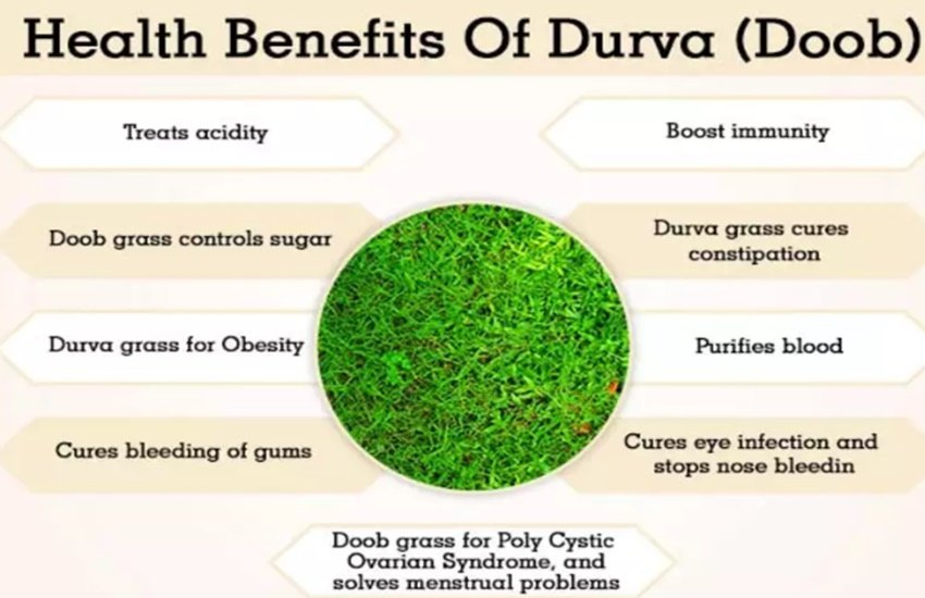 Durva Grass, Blood Sugar, Diabetes