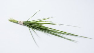 Durva Grass, Scutch Grass, Doob Grass