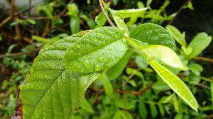 Guava Leaves, Health Tips, benefits of Guava Leaves,