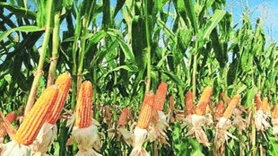 Maze cotton agriculture