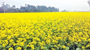Musturd field