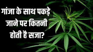 NDPS Act | Drugs | Marijuana