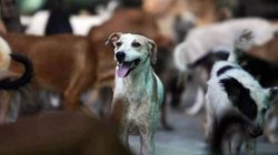 Swiggy delivery boy death: तेलंगाना में पालतू कुत्ते के हमले से बचने में पहली मंजिल से गिरा, स्वीगी डिलिवरी बॉय की गई जान- केस दर्ज