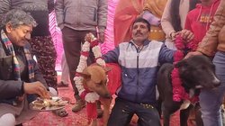 अलीगढ़ में कुत्ते टॉमी और जेली की हुई शादी तो खूब नाचे लोग, वायरल वीडियो पर यूजर्स ने किये ऐसे कमेंट