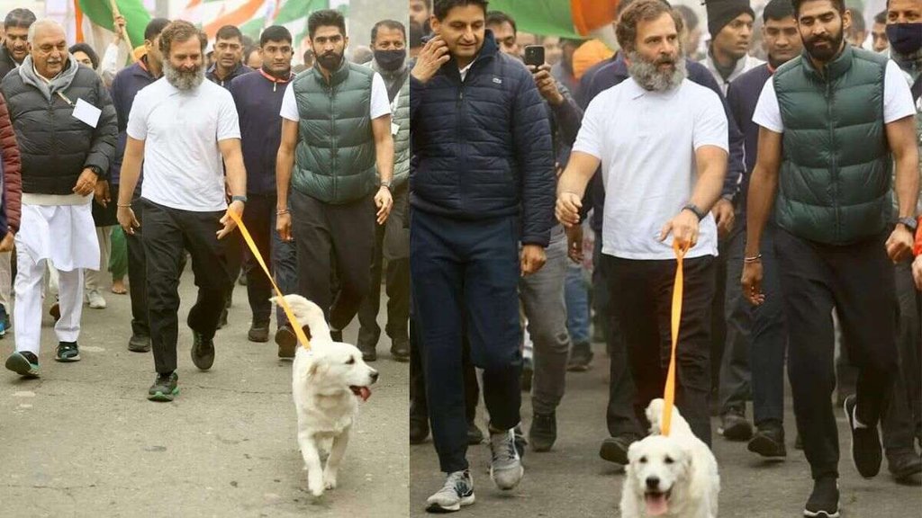 bharat jodo yatra| rahul gandhi| priyanka gandhi|