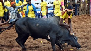 Jallikattu | Tamilnadu |