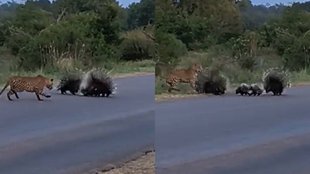 Viral Video II viral News II Porcupine vs leopard