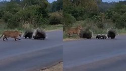 बच्चे को बचाने के लिए भिड़ गई साही, तेंदुए का हुआ बुरा हाल; वीडियो देख लोग बोले- ये तो Z श्रेणी की सुरक्षा है