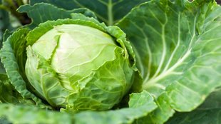 cabbage, cabbage weight loss,