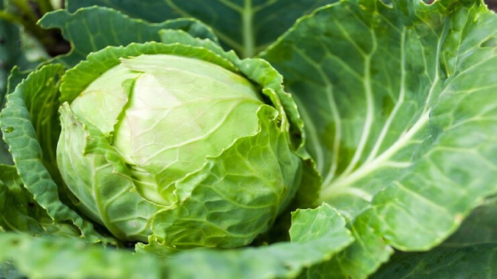cabbage, cabbage weight loss,