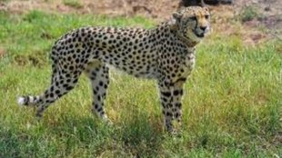 cheetah| kuno national park| south africa