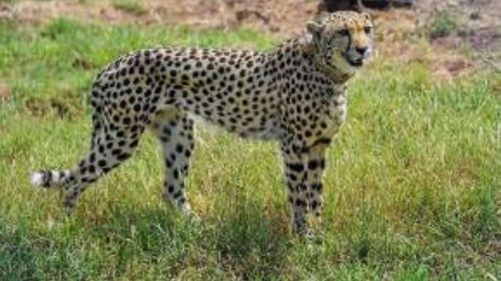 cheetah| kuno national park| south africa