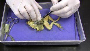 doctor perform practical