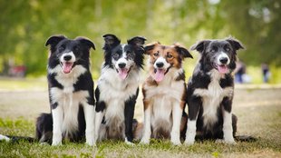 dog Bollywood Box office
