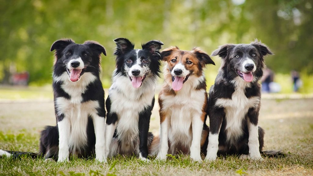 dog Bollywood Box office