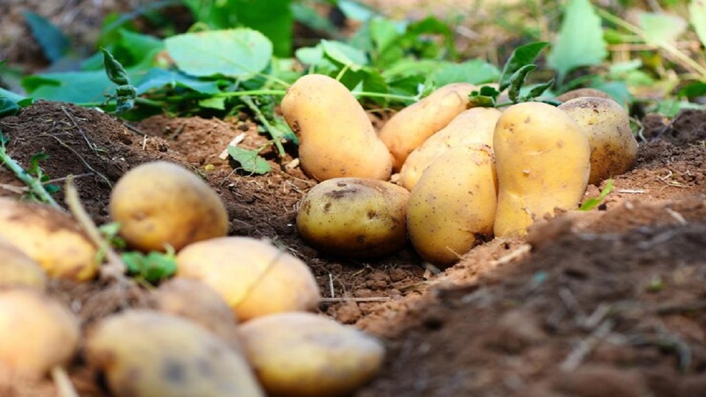 foods that can very dangerous for your health